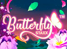 Butterfly Staxx